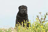 SHAR-PEI 519